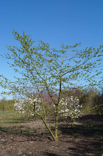 Styrax japonicus meerstammig / struik meerstammig