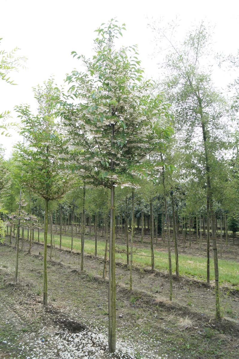 Styrax japonica Fragesii Group op stam