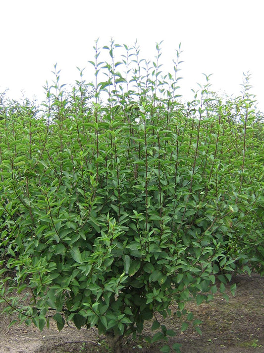 Syringa chinensis 'Saugeana' meerstammig / struik struik