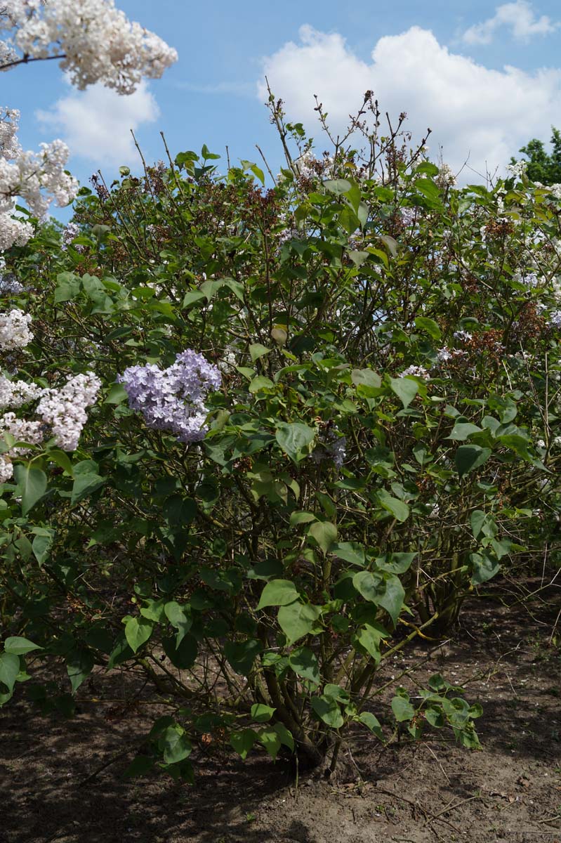 Syringa vulgaris 'Excellent' meerstammig / struik struik