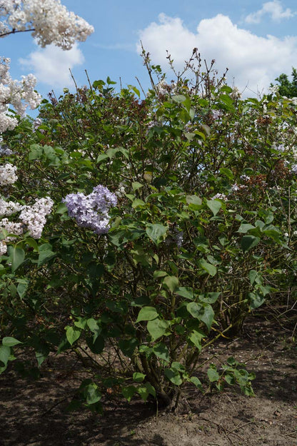 Syringa vulgaris 'Excellent' meerstammig / struik struik