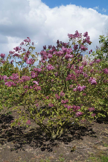 Syringa hyacinthiflora 'Maiden's Blush' meerstammig / struik struik