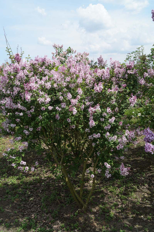 Syringa 'Josée' meerstammig / struik struik