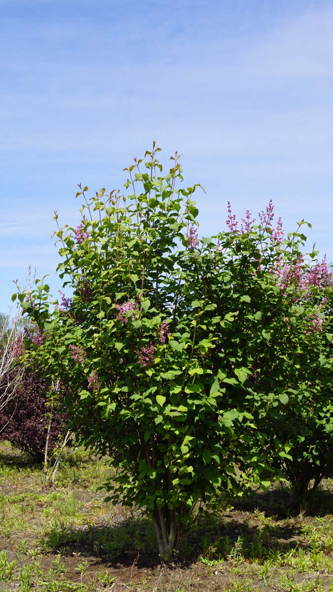 Syringa josikaea meerstammig / struik