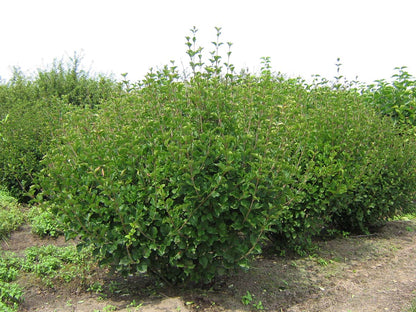 Syringa meyeri 'Palibin' meerstammig / struik struik