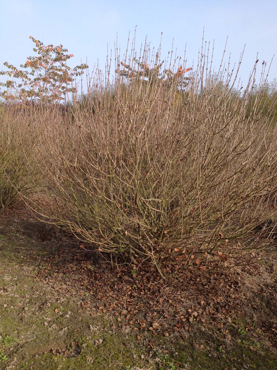 Syringa meyeri 'Palibin' meerstammig / struik struik