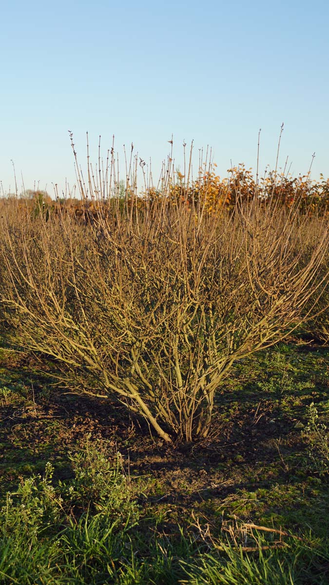 Syringa meyeri 'Palibin' meerstammig / struik struik