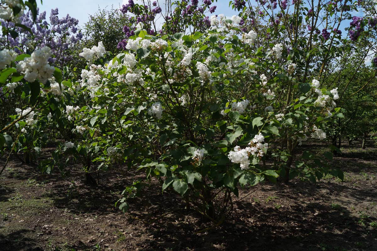 Syringa oblata 'Betsy Ross' meerstammig / struik