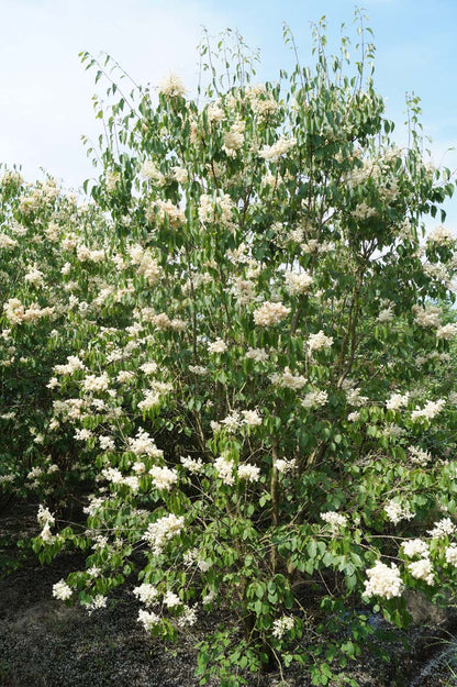Syringa pekinensis 'Yellow Fragrance' meerstammig / struik struik