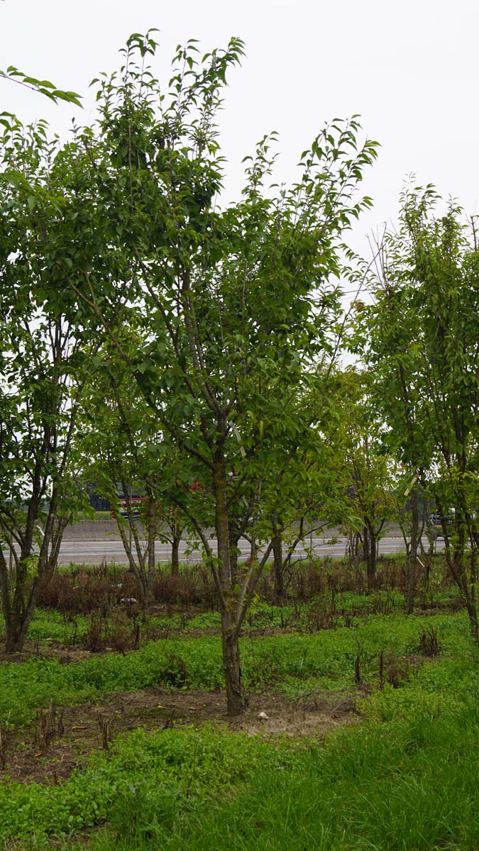 Syringa pekinensis 'Yellow Fragrance' meerstammig / struik struik