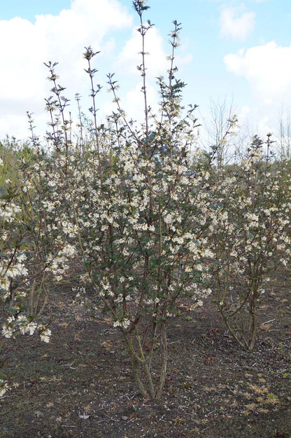 Syringa pinnatifolia meerstammig / struik struik