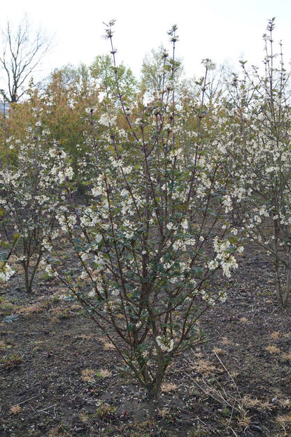 Syringa pinnatifolia meerstammig / struik struik