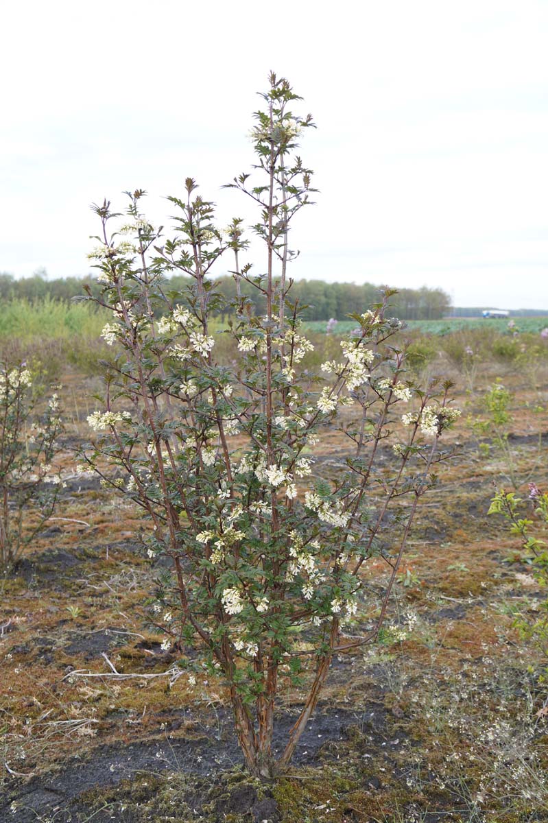 Syringa pinnatifolia meerstammig / struik struik