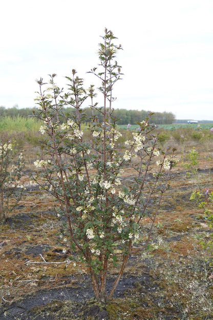 Syringa pinnatifolia meerstammig / struik struik