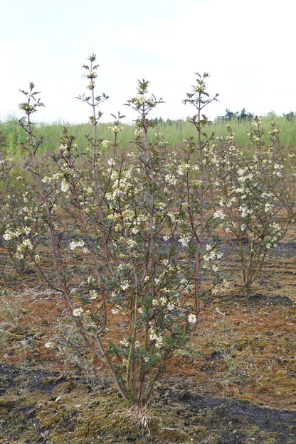 Syringa pinnatifolia meerstammig / struik struik
