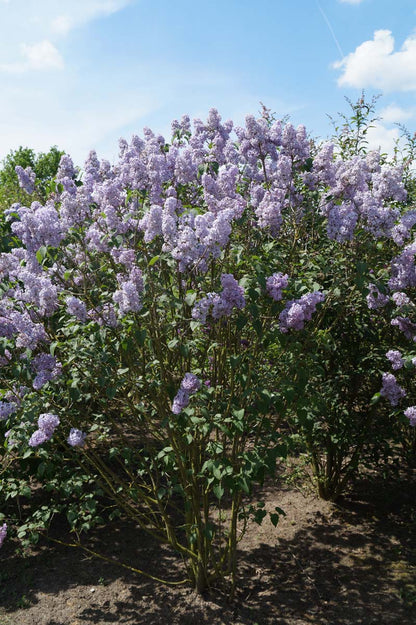 Syringa vulgaris 'Blue Skies' meerstammig / struik struik