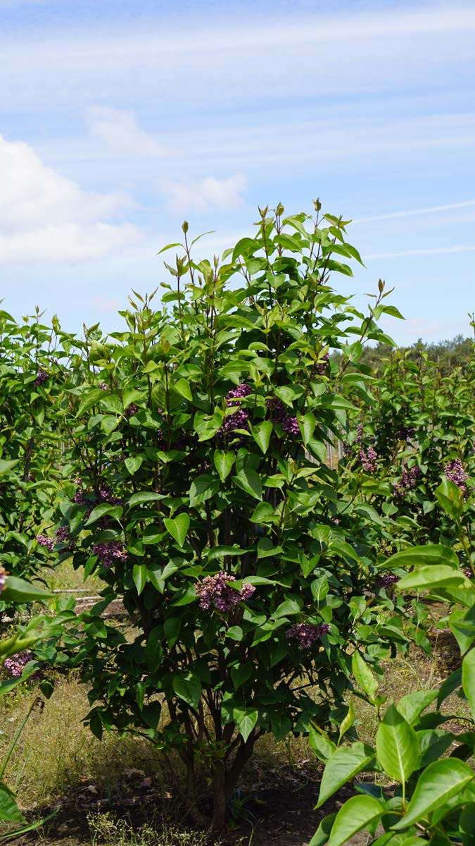 Syringa vulgaris 'Charles Joly' meerstammig / struik struik