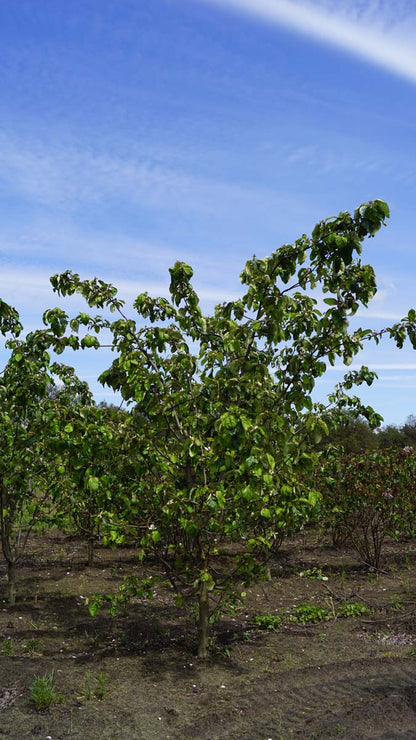 Syringa vulgaris 'Charles Joly' meerstammig / struik struik