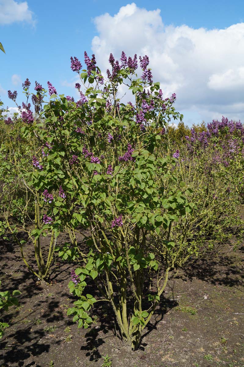 Syringa vulgaris 'Duc de Massa' meerstammig / struik struik
