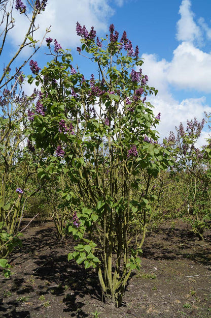 Syringa vulgaris 'Duc de Massa' meerstammig / struik struik