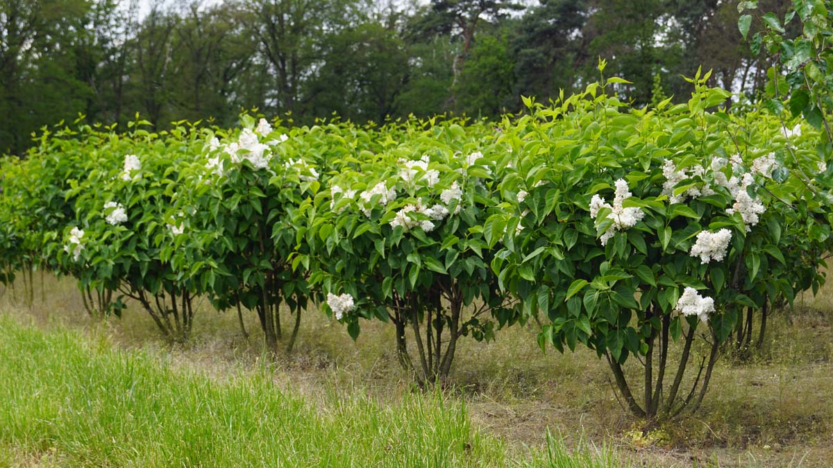 Syringa vulgaris 'Krasavitsa Moskvy' meerstammig / struik struik