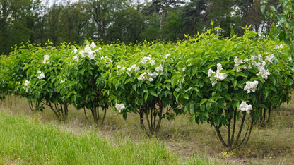 Syringa vulgaris 'Krasavitsa Moskvy' meerstammig / struik struik