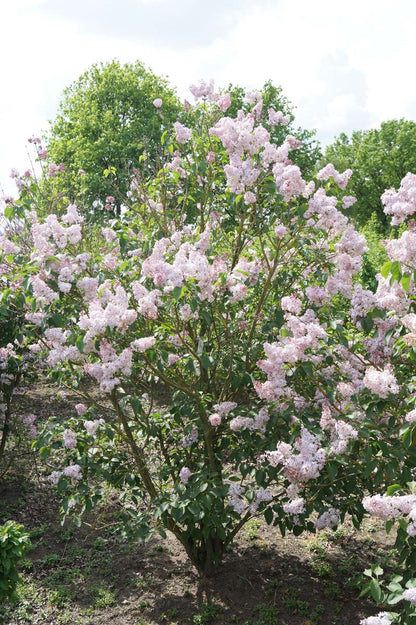 Syringa vulgaris 'Lucie Baltet' meerstammig / struik struik