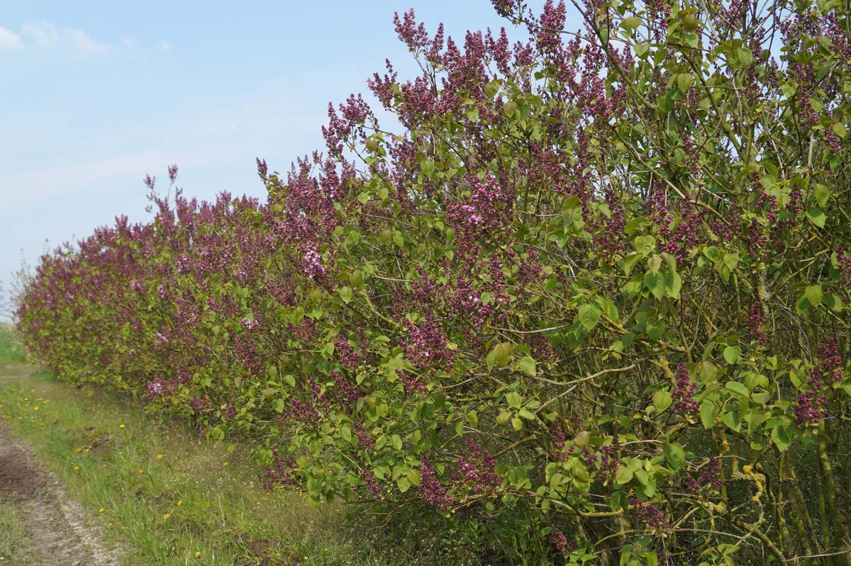 Syringa vulgaris 'Mme Antoine Buchner' meerstammig / struik struik