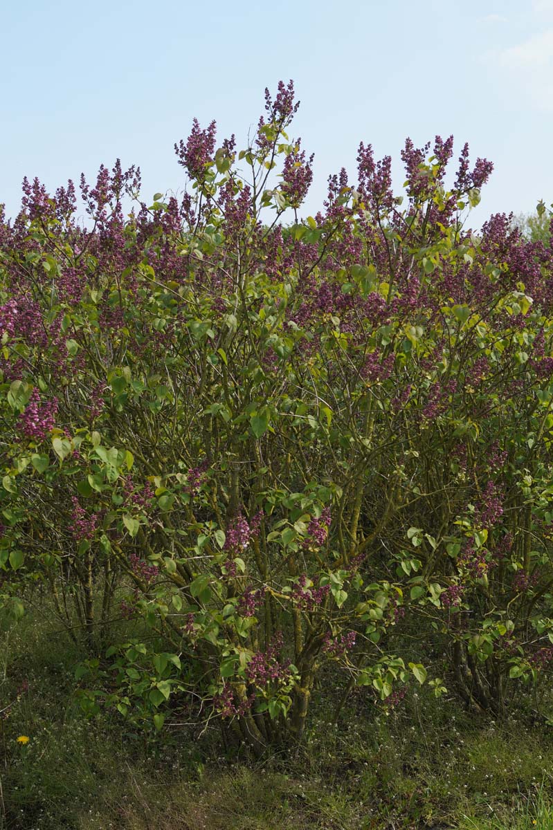 Syringa vulgaris 'Mme Antoine Buchner' meerstammig / struik struik