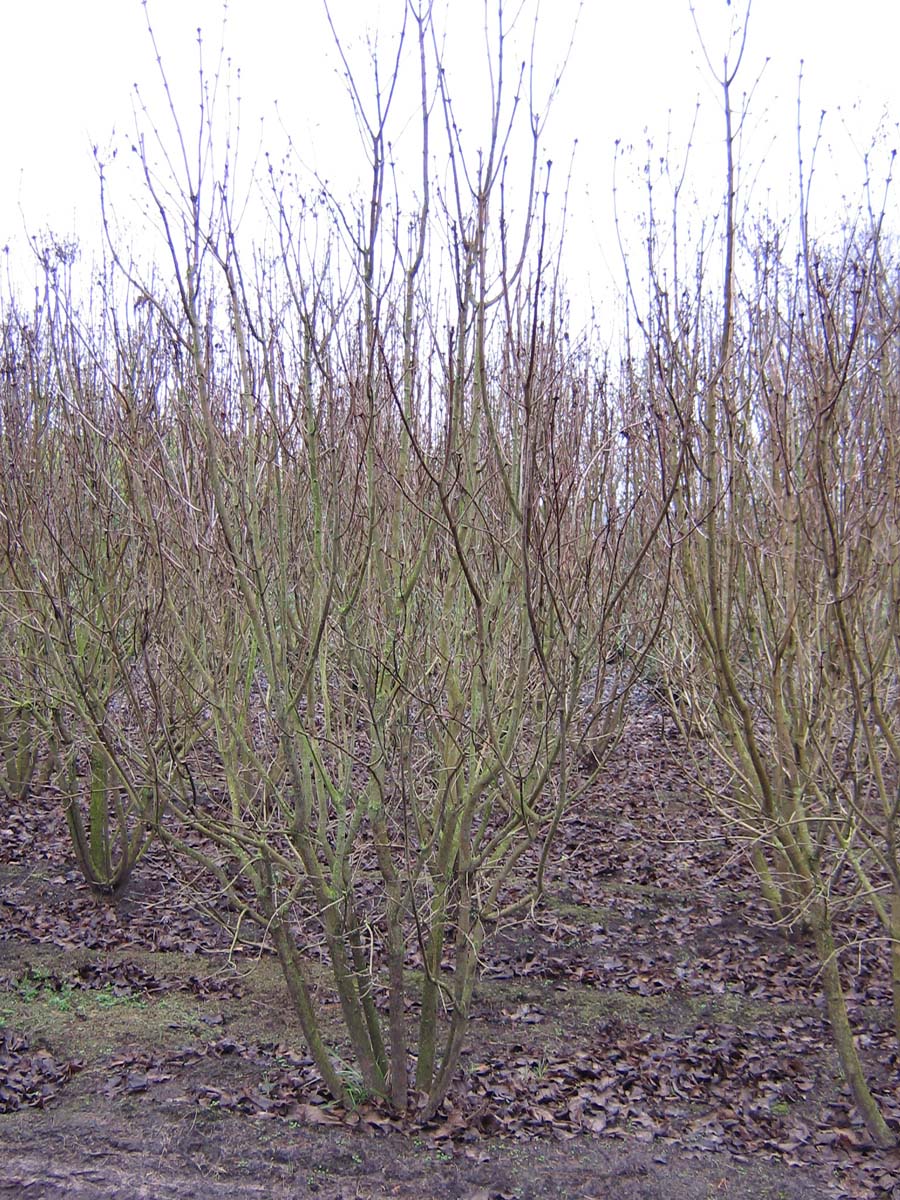 Syringa vulgaris 'Mme Florent Stepman' meerstammig / struik struik