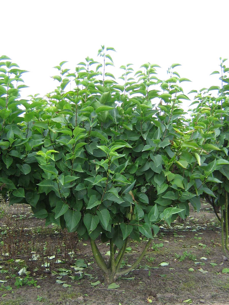 Syringa vulgaris 'Mme Lemoine' meerstammig / struik struik