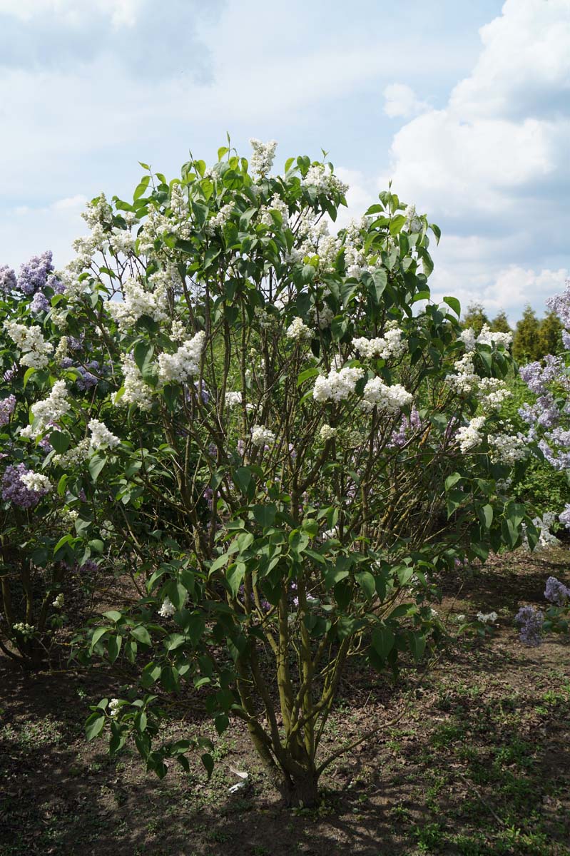 Syringa vulgaris 'Mme Lemoine' meerstammig / struik struik