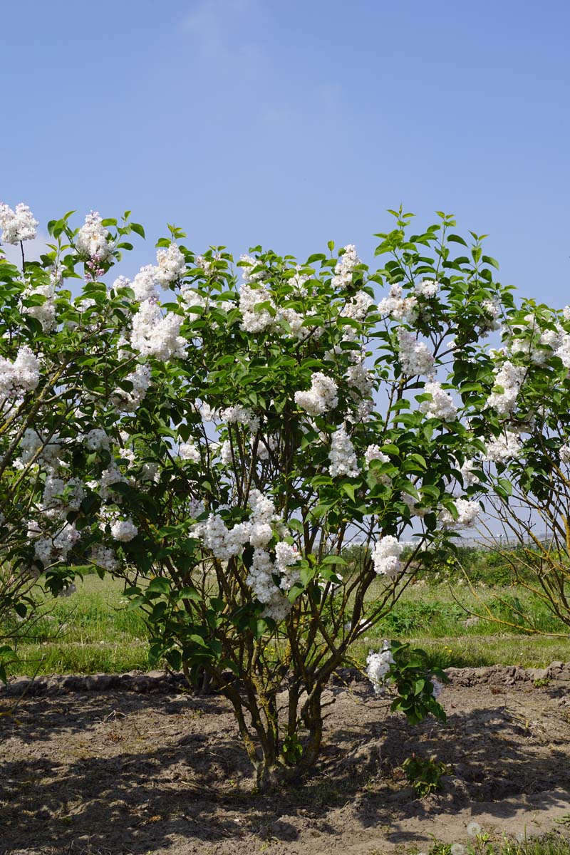 Syringa vulgaris 'Mme Lemoine' meerstammig / struik struik