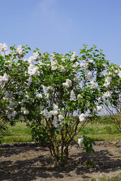 Syringa vulgaris 'Mme Lemoine' meerstammig / struik struik