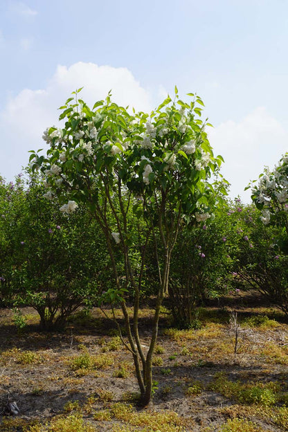 Syringa vulgaris 'Mme Lemoine' meerstammig / struik struik