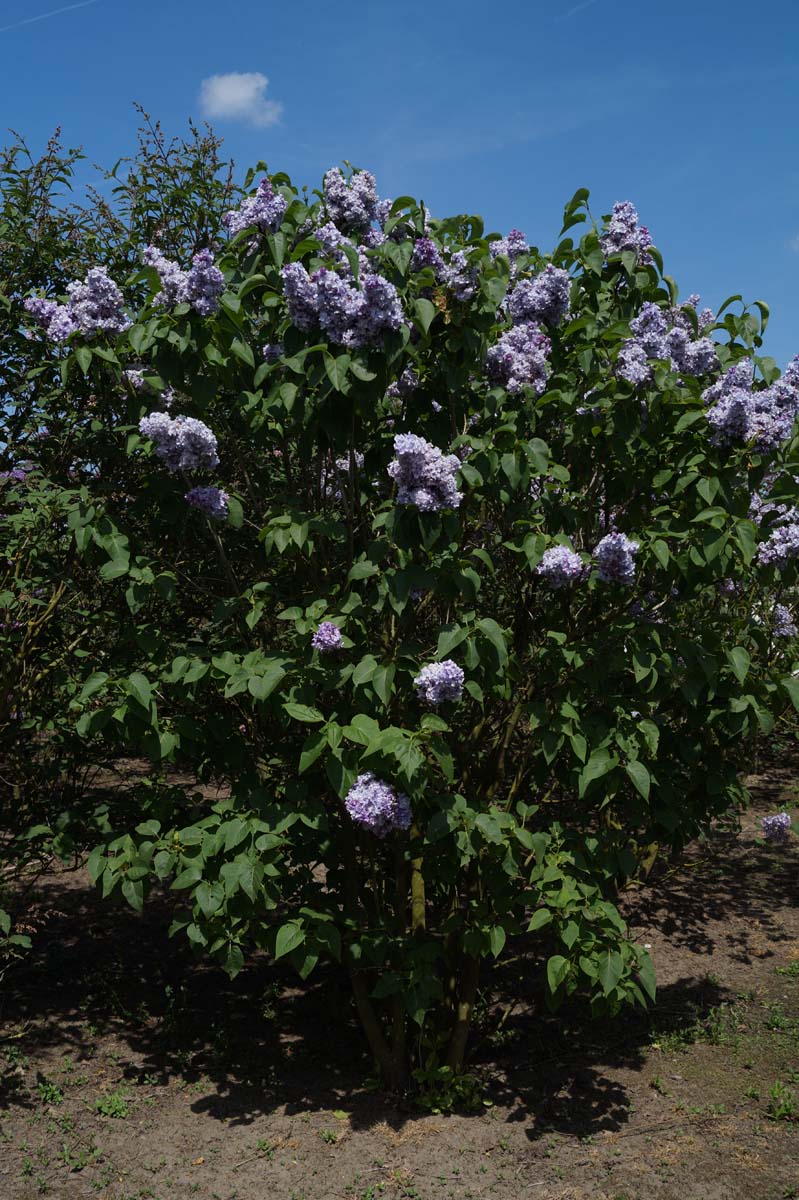 Syringa vulgaris 'Nadezhda' meerstammig / struik struik