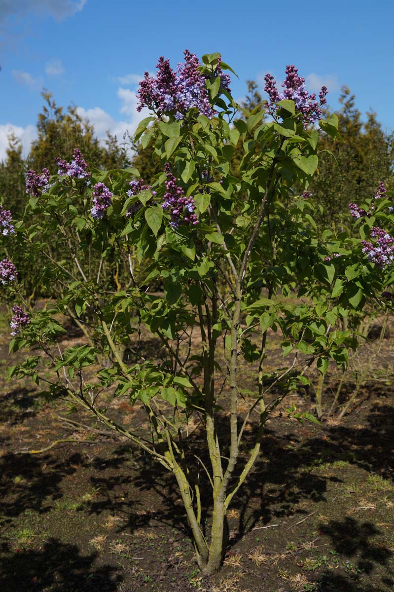 Syringa vulgaris 'Nadezhda' meerstammig / struik struik