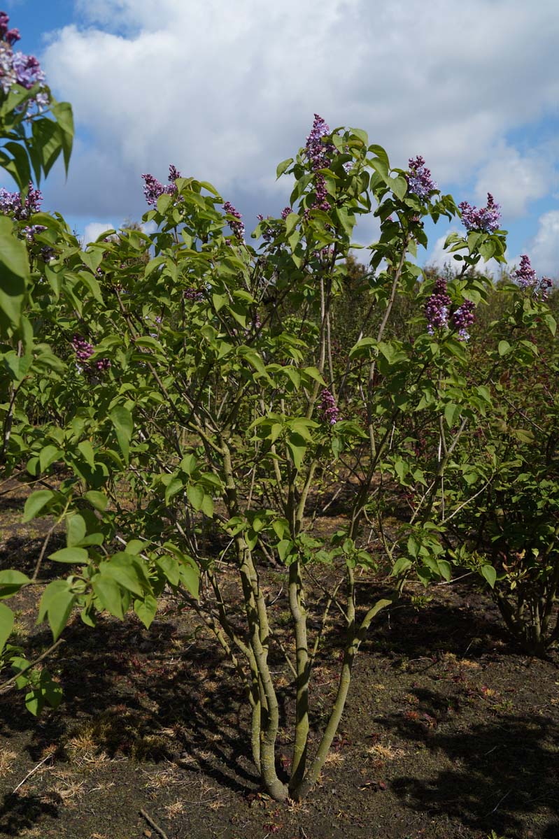 Syringa vulgaris 'Nadezhda' meerstammig / struik struik