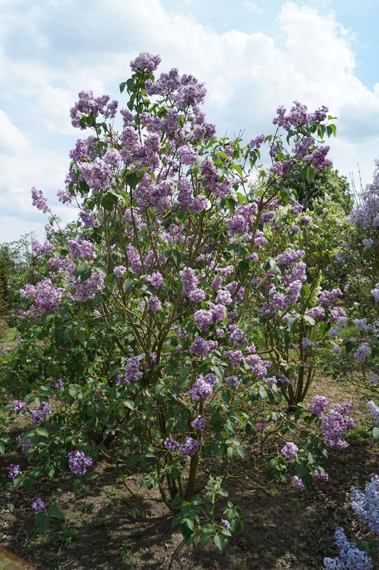 Syringa vulgaris 'Paul Deschanel' meerstammig / struik struik