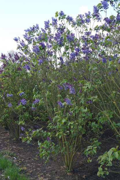 Syringa vulgaris 'President Lincoln' meerstammig / struik struik