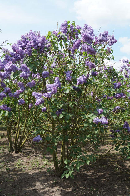 Syringa vulgaris 'Réaumur' meerstammig / struik struik