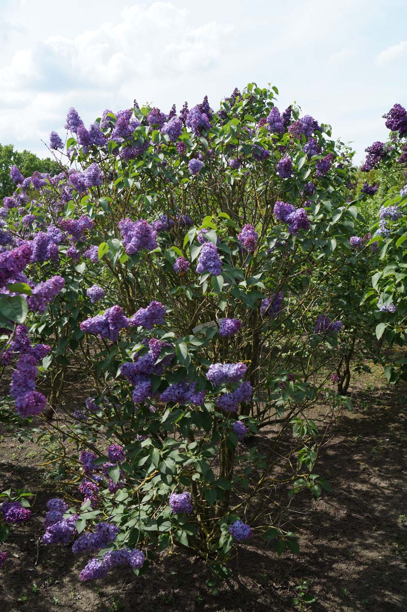 Syringa vulgaris 'Réaumur' meerstammig / struik struik