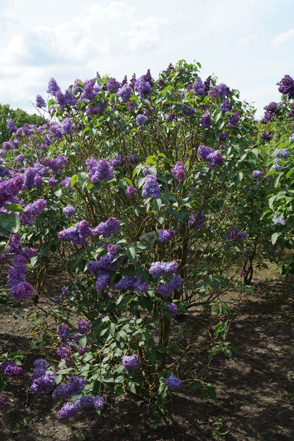 Syringa vulgaris 'Réaumur' meerstammig / struik struik