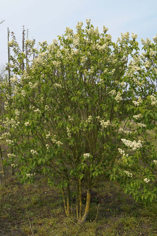 Syringa vulgaris 'Souvenir d'Alice Harding' meerstammig / struik struik