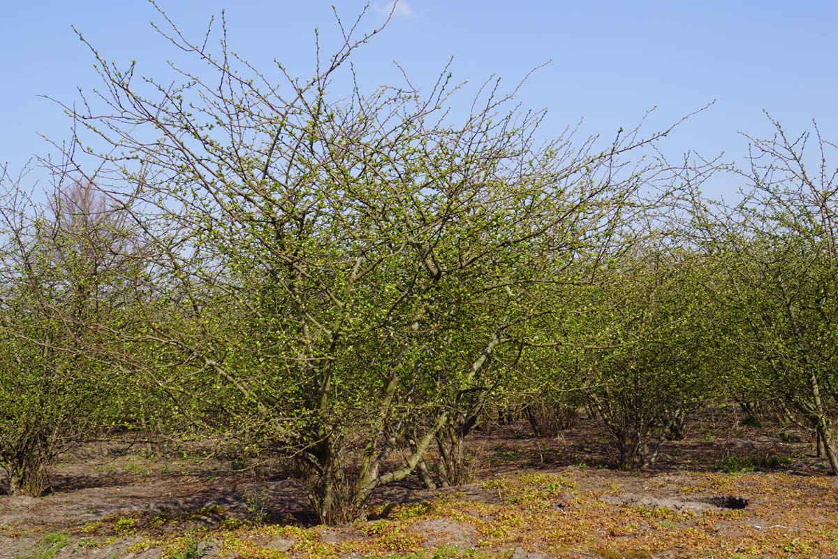 Syringa vulgaris 'Victor Lemoine' meerstammig / struik struik