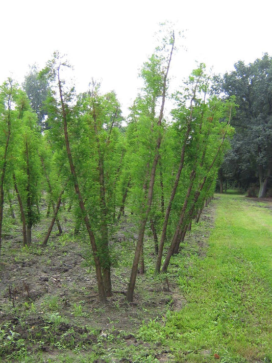 Taxodium distichum meerstammig / struik meerstammig