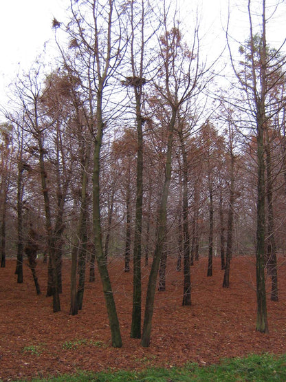 Taxodium distichum meerstammig / struik meerstammig