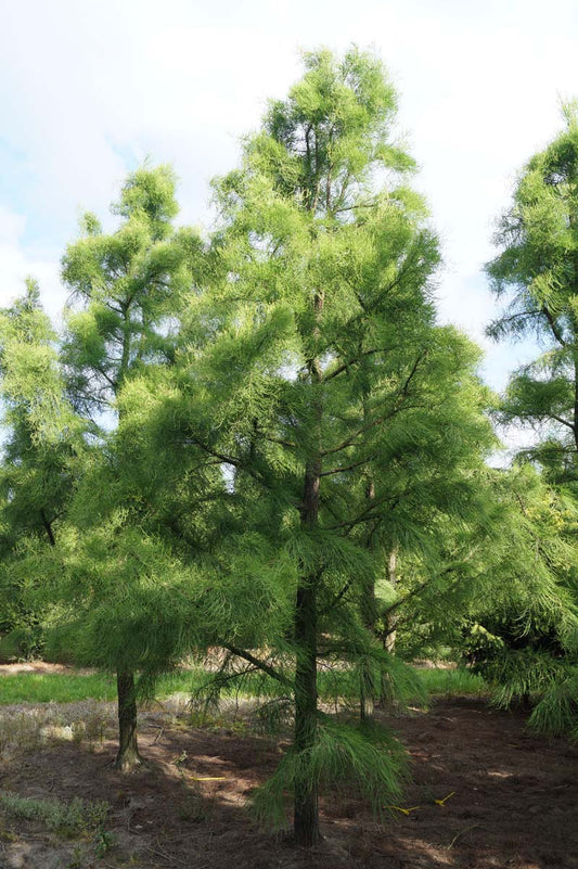 Taxodium distichum 'Nutans' solitair solitair