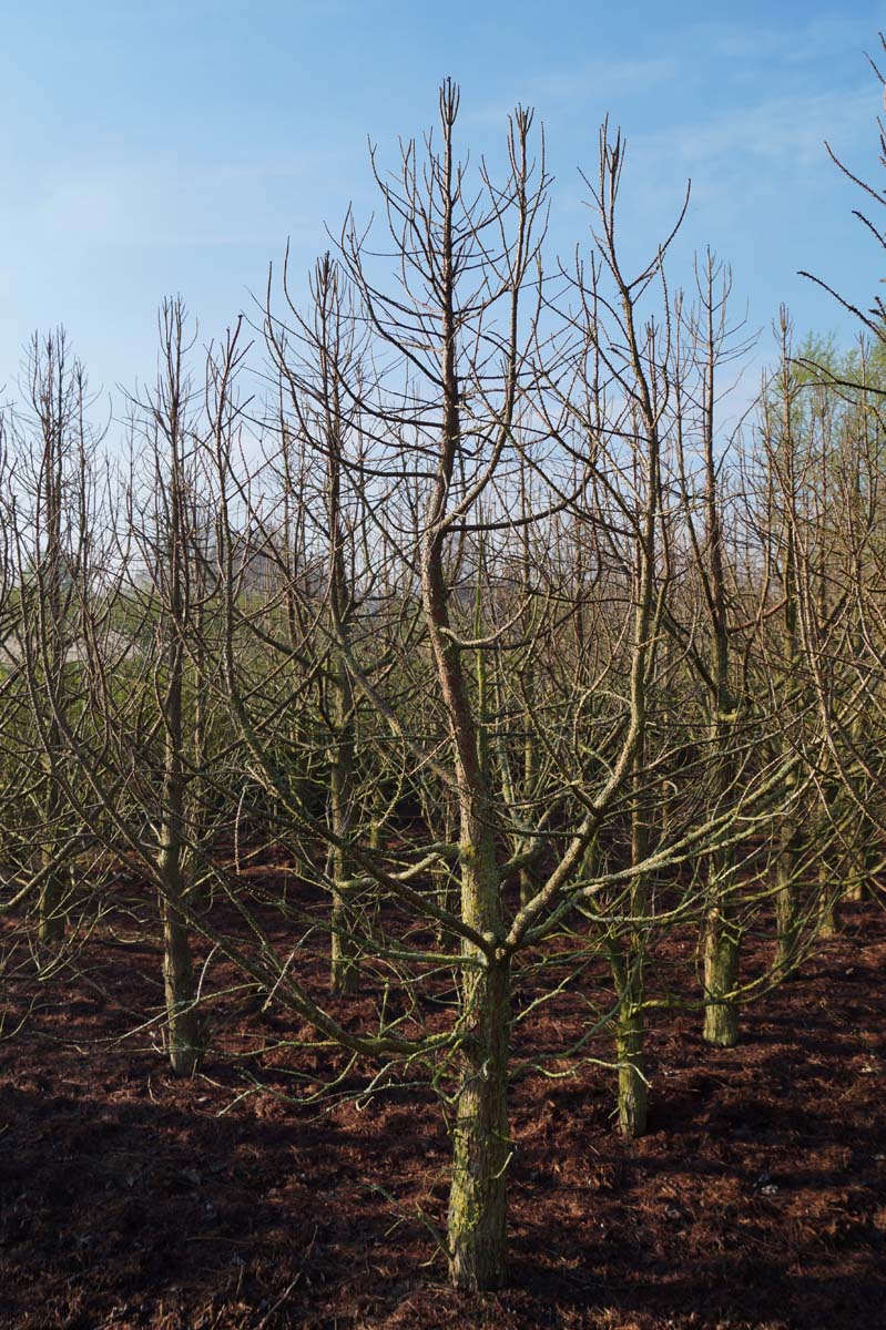Taxodium distichum 'Pevé Minaret' solitair solitair