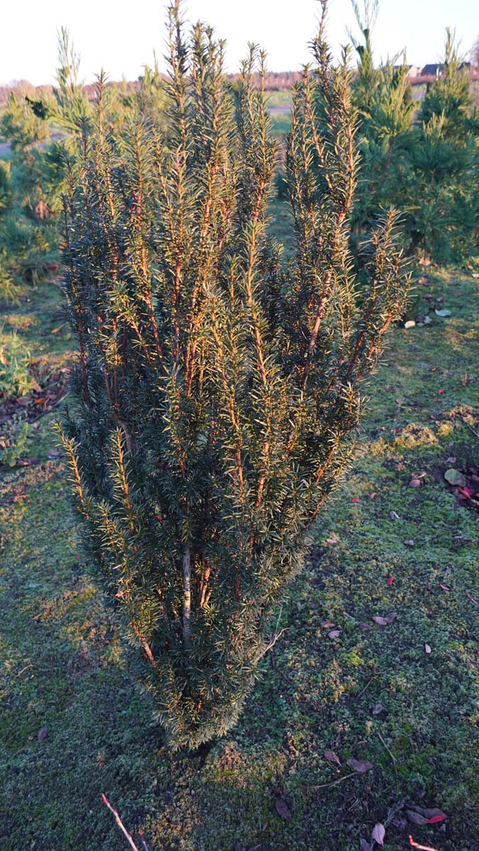 Taxus baccata 'Litfass' solitair